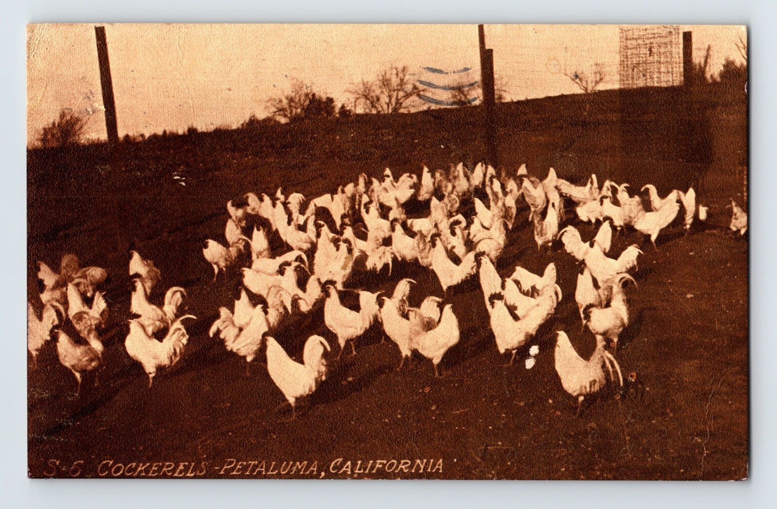 Cockerels poultry flock Petaluma California farmyard early twentieth century chickens postcard