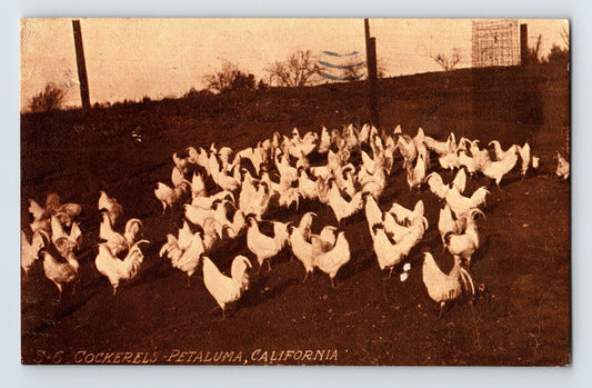 Cockerels poultry flock Petaluma California farmyard early twentieth century chickens postcard