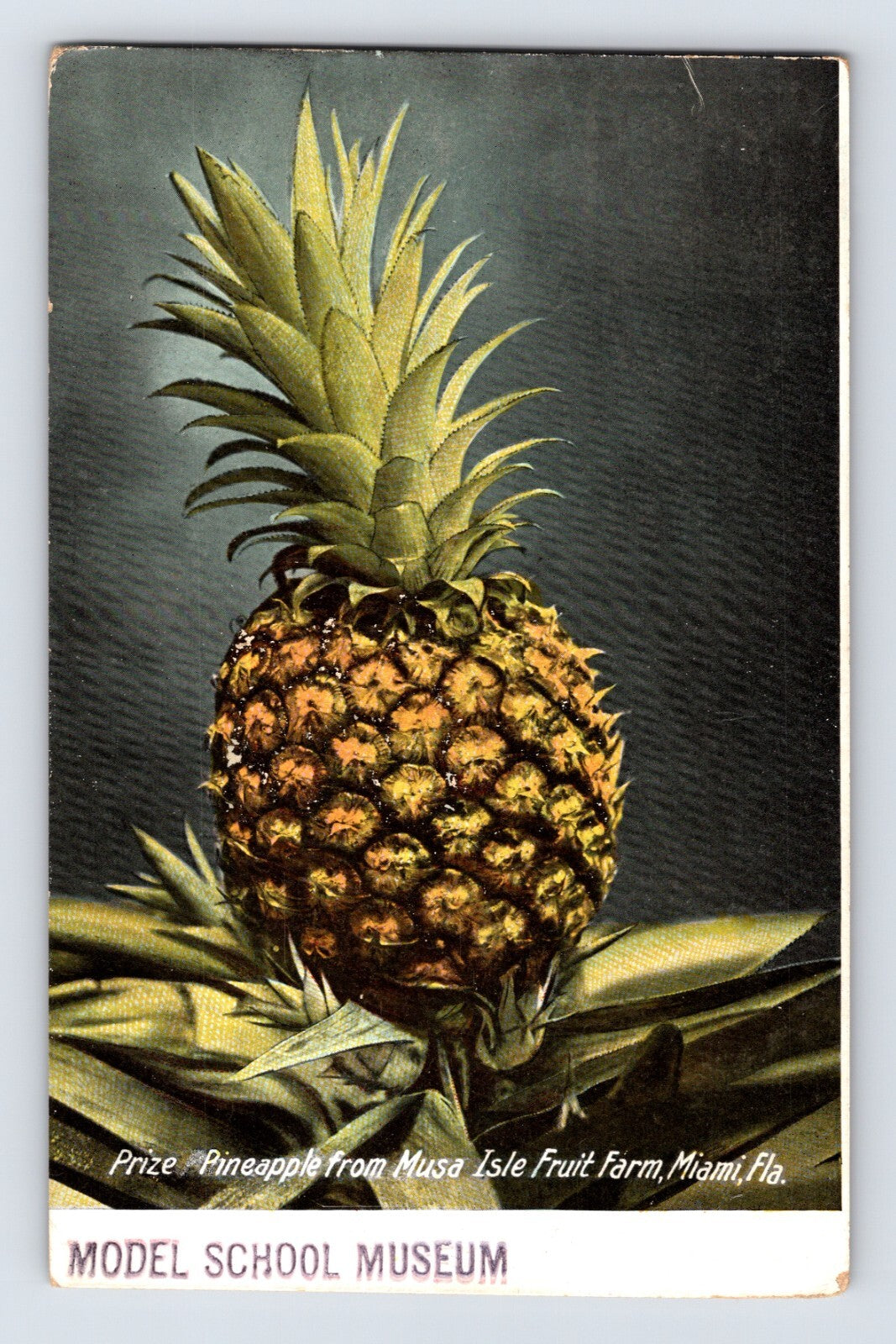 Musa Isle Fruit Farm Miami Florida prize pineapple pre-1907 postcard