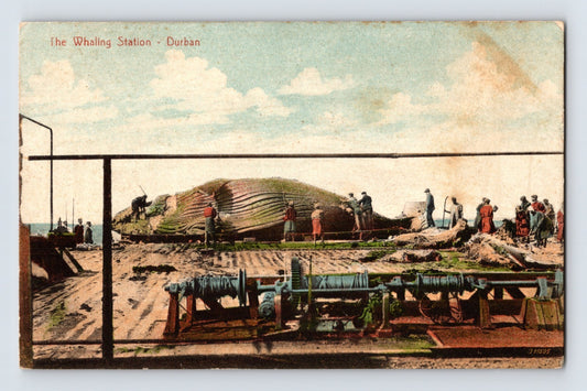 Durban South Africa whaling station crews processing whale on shore platform 1910s postcard