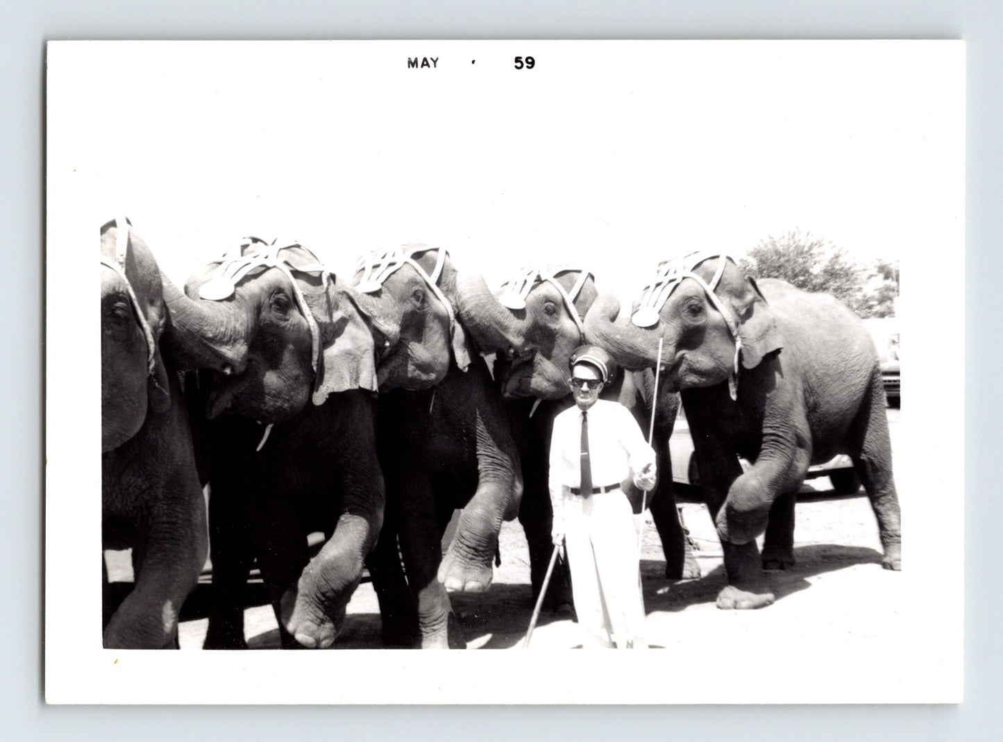 Cristiani Circus 1959 Photo Elephants Trainer 3.25 x 4.5