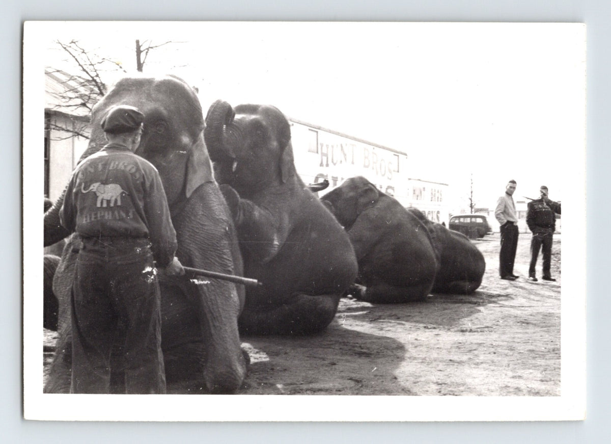 Hunt Bros Circus elephants kneeling with trainer 1954 black and white photo staff uniform visible