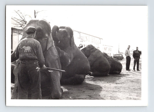Hunt Bros Circus elephants kneeling with trainer 1954 black and white photo staff uniform visible