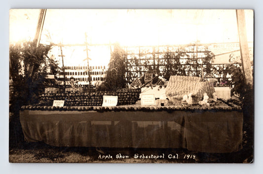 Sebastopol California Gravenstein apple show display table 1914 real photo postcard