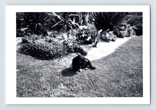 Black dog lying on lawn beside landscaped garden in Pacific Palisades backyard, 1961 snapshot,  1127 Las Pulgas Place Pixie