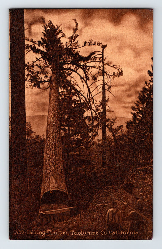 Sepia-tone postcard showing a massive falling timber tree during logging operations in Tuolumne County, California, with workers visible below in a forest setting.