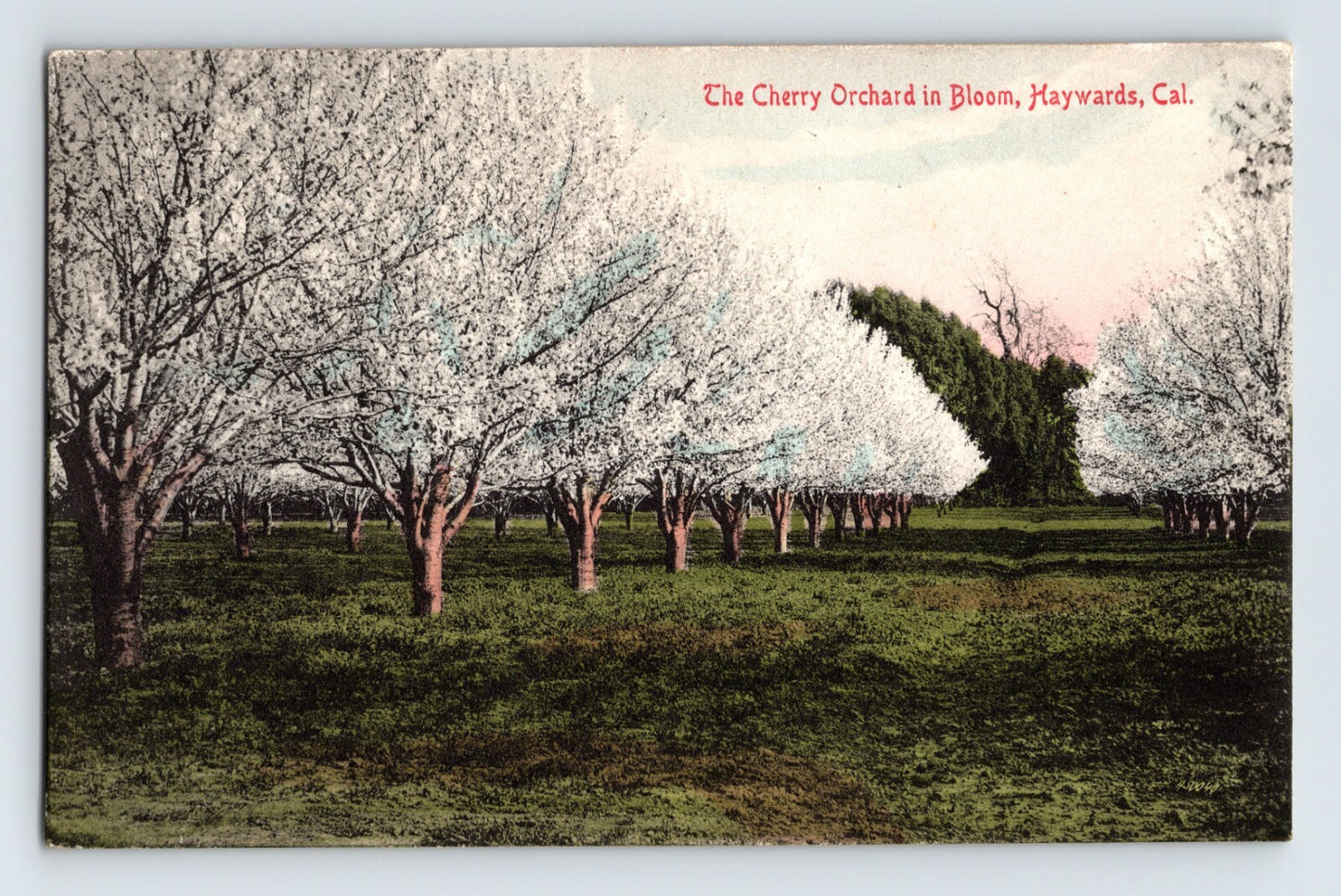 Hayward California cherry orchard trees in bloom agricultural landscape postcard