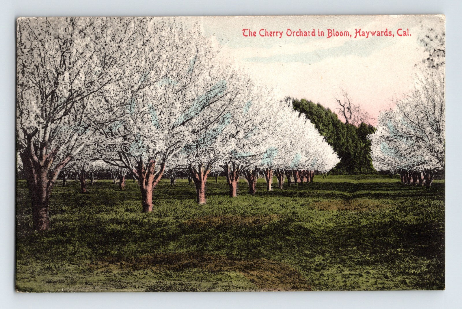 Hayward California cherry orchard trees in bloom agricultural landscape postcard