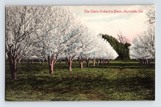 Hayward California cherry orchard trees in bloom agricultural landscape postcard