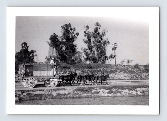 Disneyland Mickey Mouse Club Circus animal cage wagon mule team 1955 photo Anaheim California