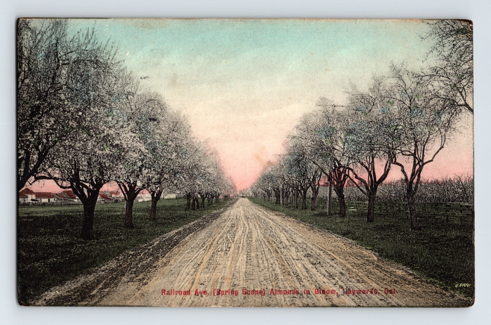 Railroad Avenue Hayward California almond trees in bloom lined dirt road early twentieth century postcard