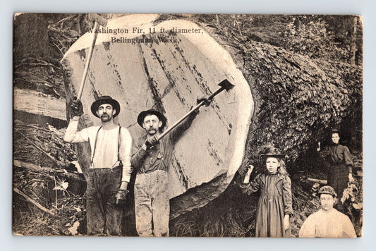 Bellingham Washington giant fir tree lumberjacks log cross section early 1910s postcard