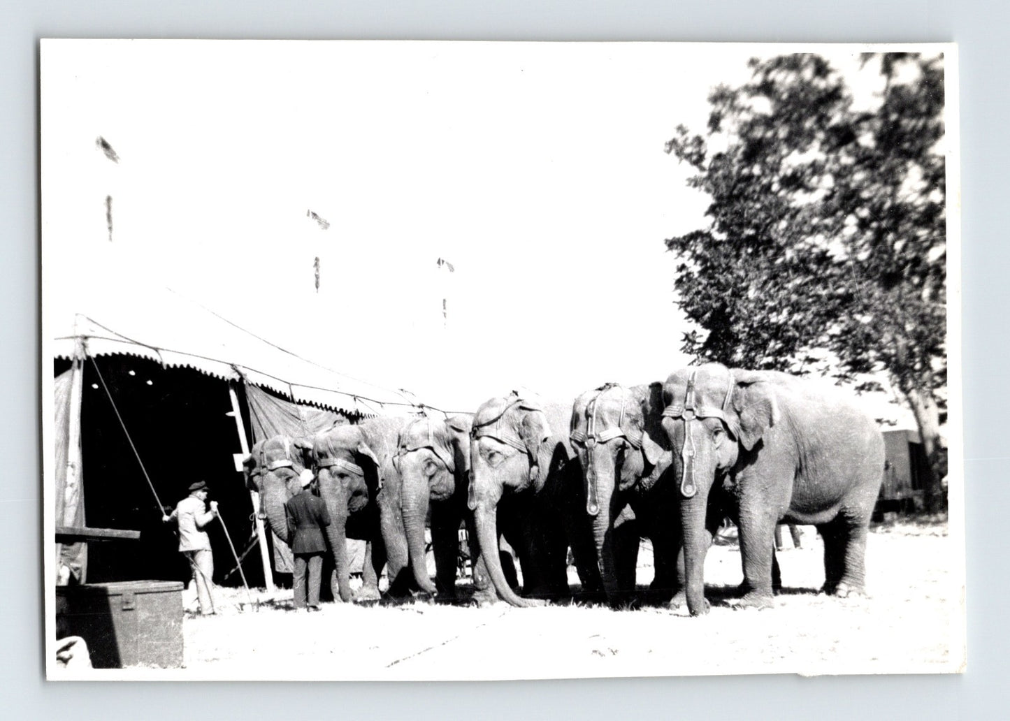 Clyde Beatty Circus 1945 Photo Elephants Trainer Tent 3.25 x 4.75