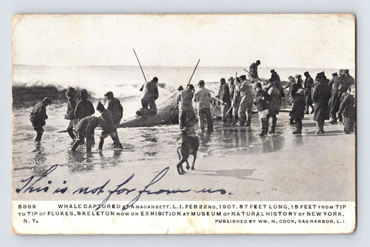 Amagansett New York Long Island Whaling 57 Foot Whale 1907 Postcard Posted