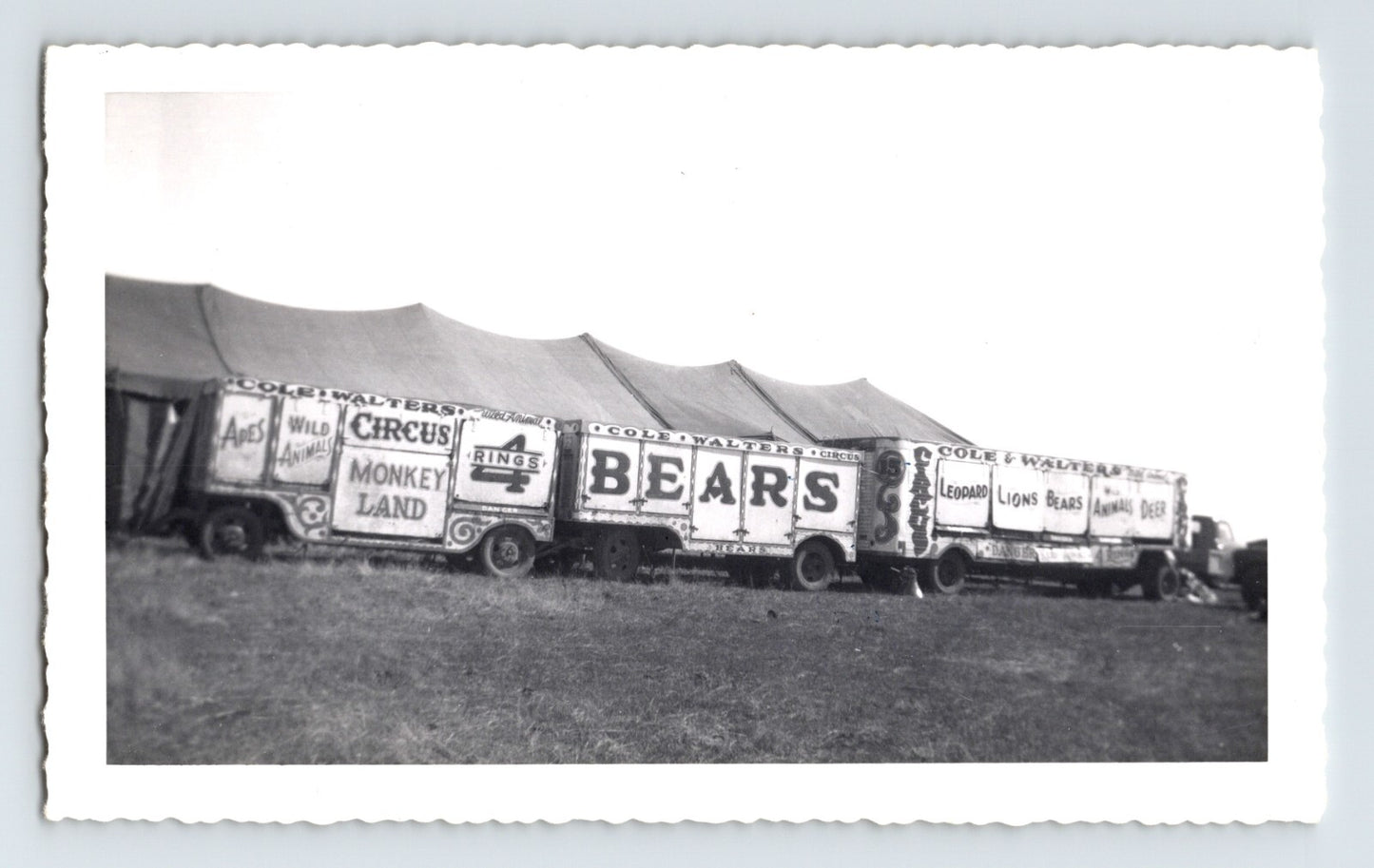 Cole Walter Circus animal trailers with Bears and Monkey Land signage Chelsea Oklahoma 1953 vintage photo