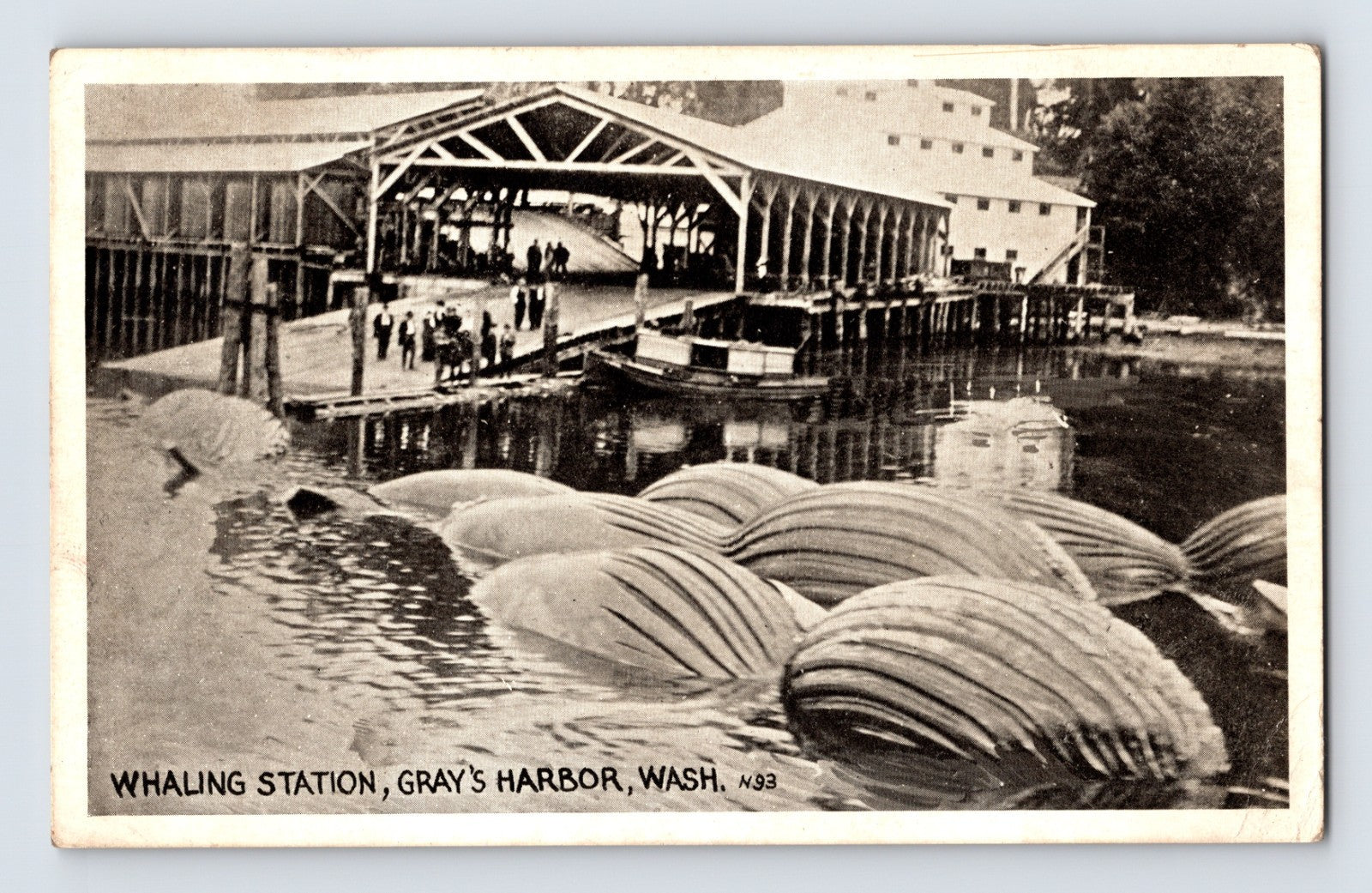 Gray’s Harbor Washington whaling station 1923 with whale carcasses floating beside dock and processing shed