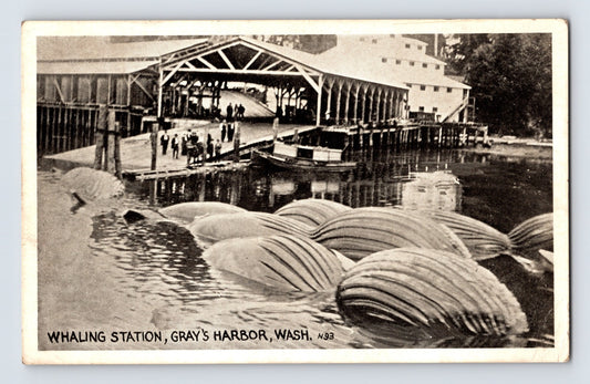 Gray’s Harbor Washington whaling station 1923 with whale carcasses floating beside dock and processing shed