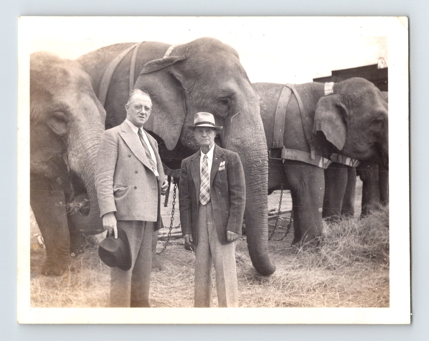 Cole Bros Circus 1944 elephants with two men Bell Silloway vintage photograph