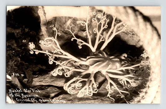 Crescent City California aquarium basket starfish 1940s RPPC with detailed marine specimen and branching arms in display setting