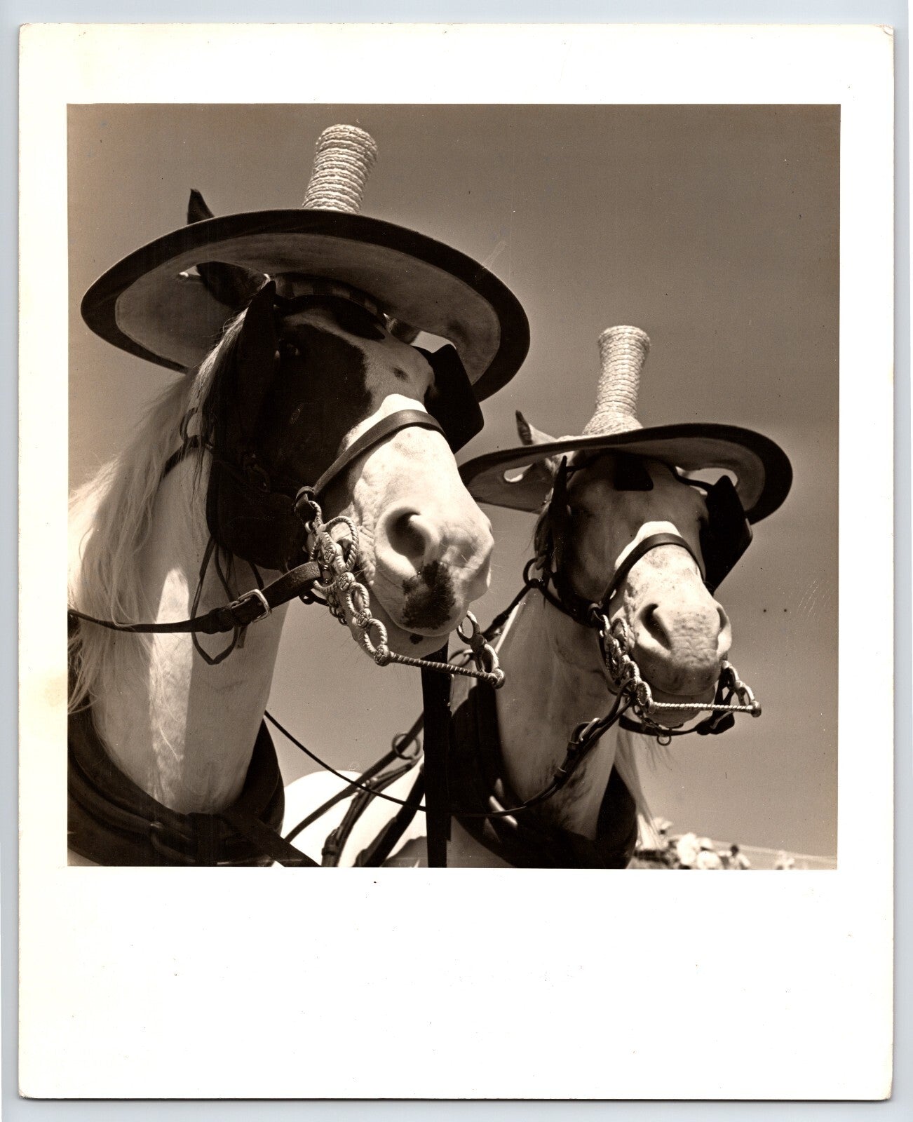 Two horses wearing blinders with a plain background