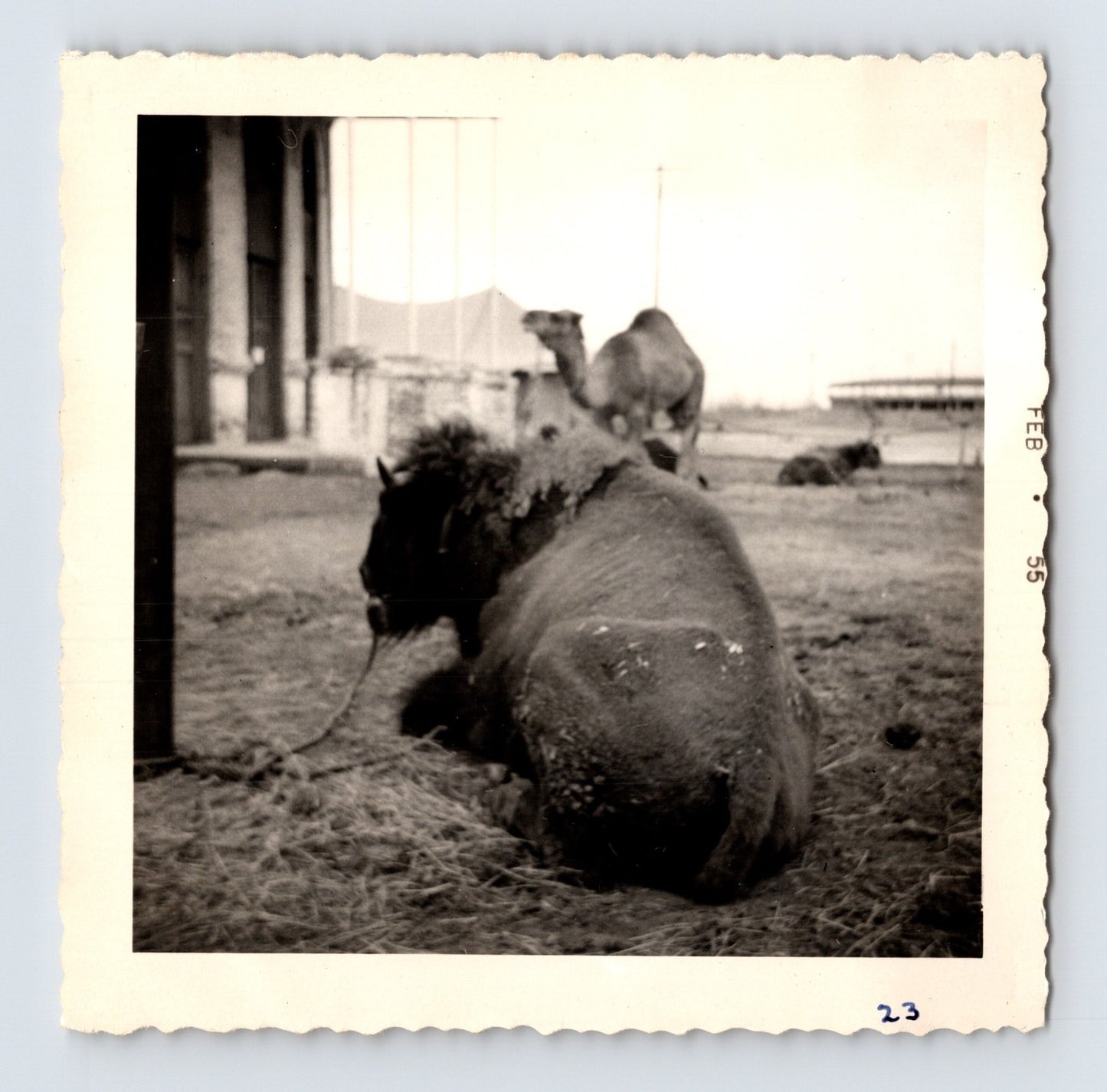 King Bros Circus buffalo camel beside domed circus arena building February 1955 photo