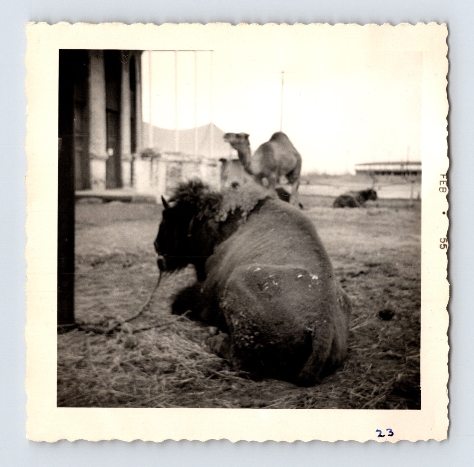 King Bros Circus buffalo camel beside domed circus arena building February 1955 photo