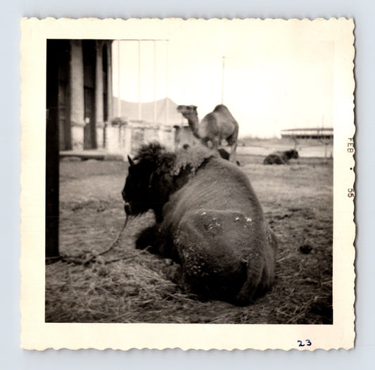 King Bros Circus buffalo camel beside domed circus arena building February 1955 photo