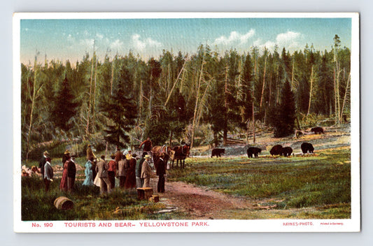 Yellowstone National Park Wyoming tourists observing bears in meadow 1930s Haynes postcard with forest backdrop