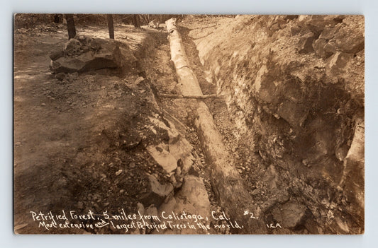 Petrified Forest Calistoga California exposed fossilized tree trunk in trench real photo postcard