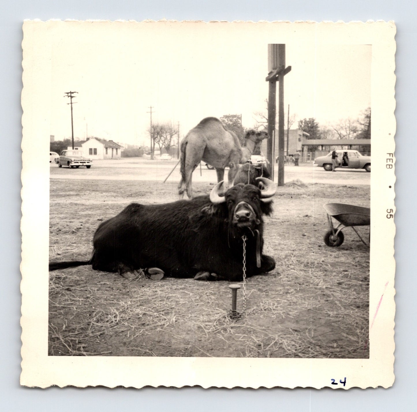 King Bros Circus buffalo and camel tethered roadside winter quarters February 1955 photo