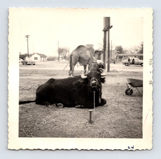 King Bros Circus buffalo and camel tethered roadside winter quarters February 1955 photo