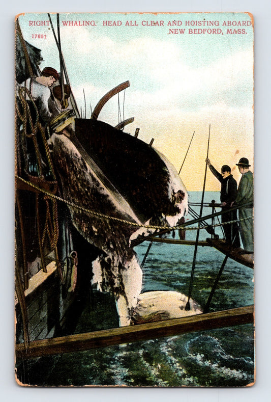 New Bedford Massachusetts right whaling head hoisted aboard ship with crew guiding tackle and spars