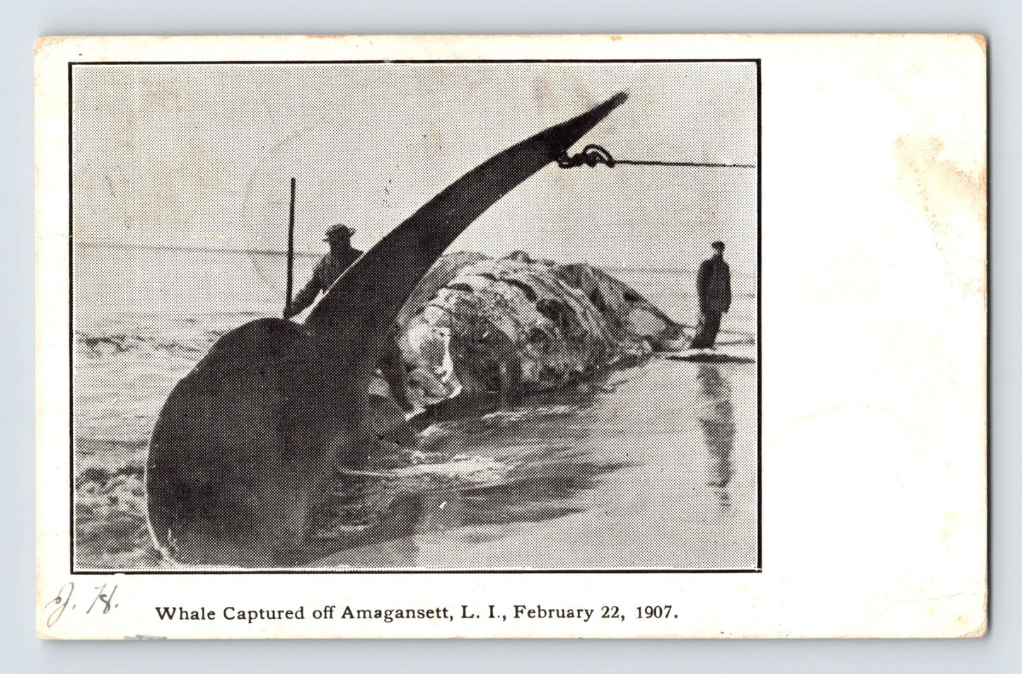 Beached whale at Amagansett Long Island February 22 1907 with two men standing beside tail fluke