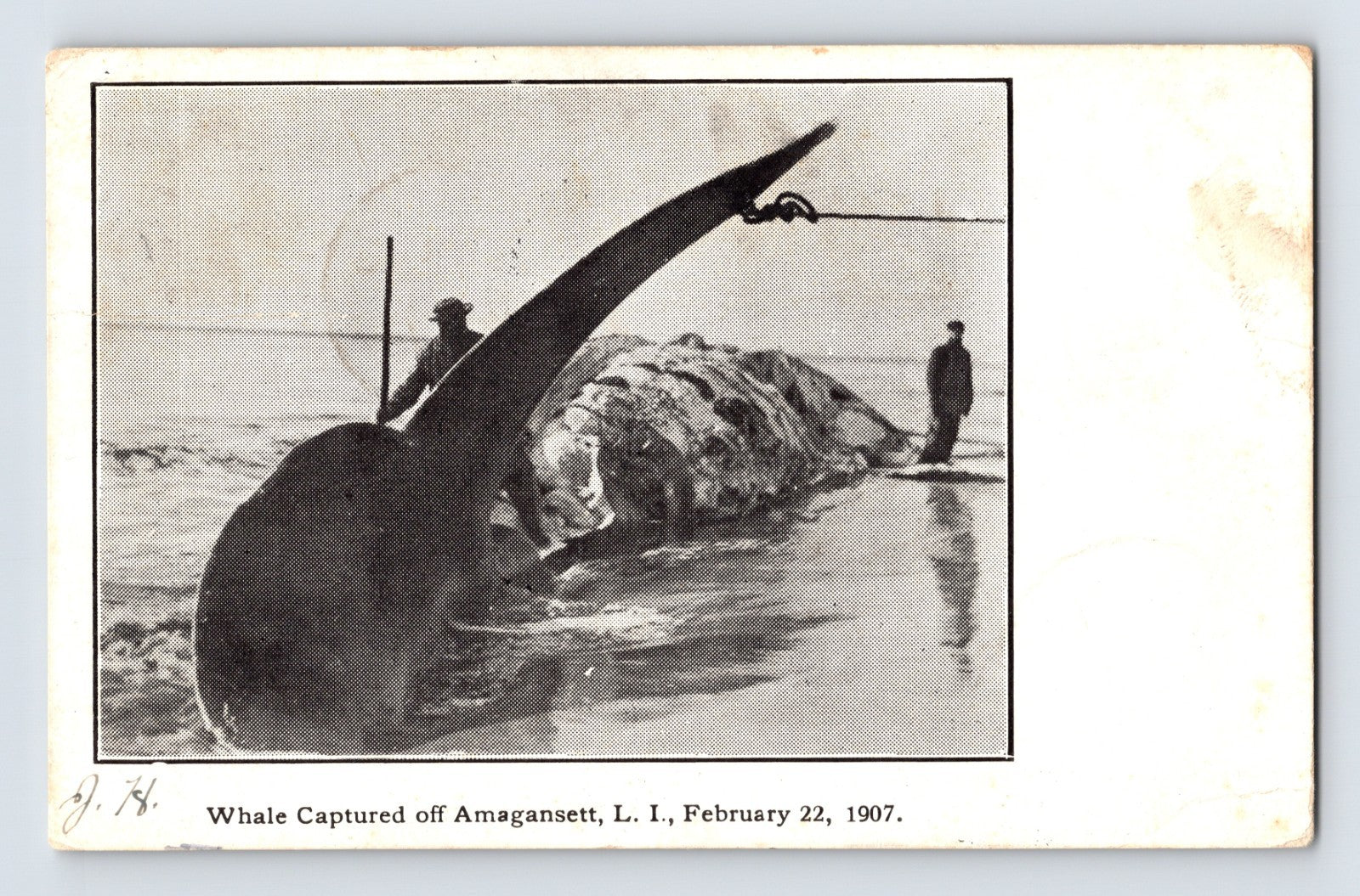 Beached whale at Amagansett Long Island February 22 1907 with two men standing beside tail fluke
