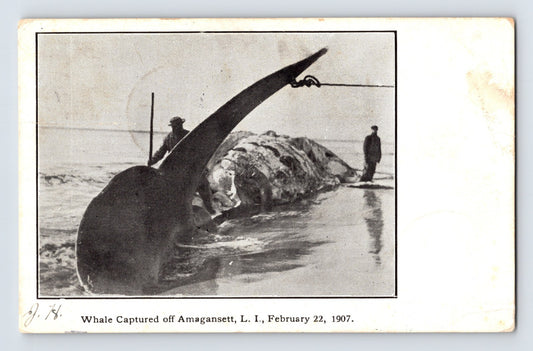 Beached whale at Amagansett Long Island February 22 1907 with two men standing beside tail fluke