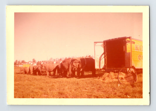 King Bros Circus 1950s Photo Elephant Trailer 5 x 3.5