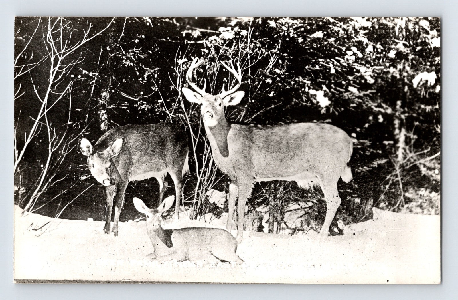 Millinocket Maine deer family in snowy forest with buck doe and fawn winter scene RPPC