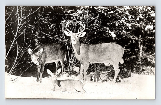 Millinocket Maine deer family in snowy forest with buck doe and fawn winter scene RPPC