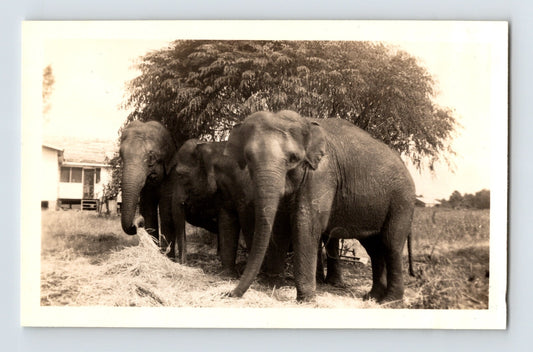 Beer Barnes Circus 1941 Weirs New York elephants circus lot photograph