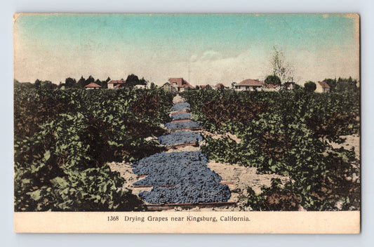 Kingsburg California drying grapes postcard showing rows of vineyard grape trays laid out between vines during raisin production harvest season.