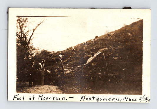 Montgomery Massachusetts 1919 livestock at foot of mountain sepia photograph with handwritten caption along lower margin