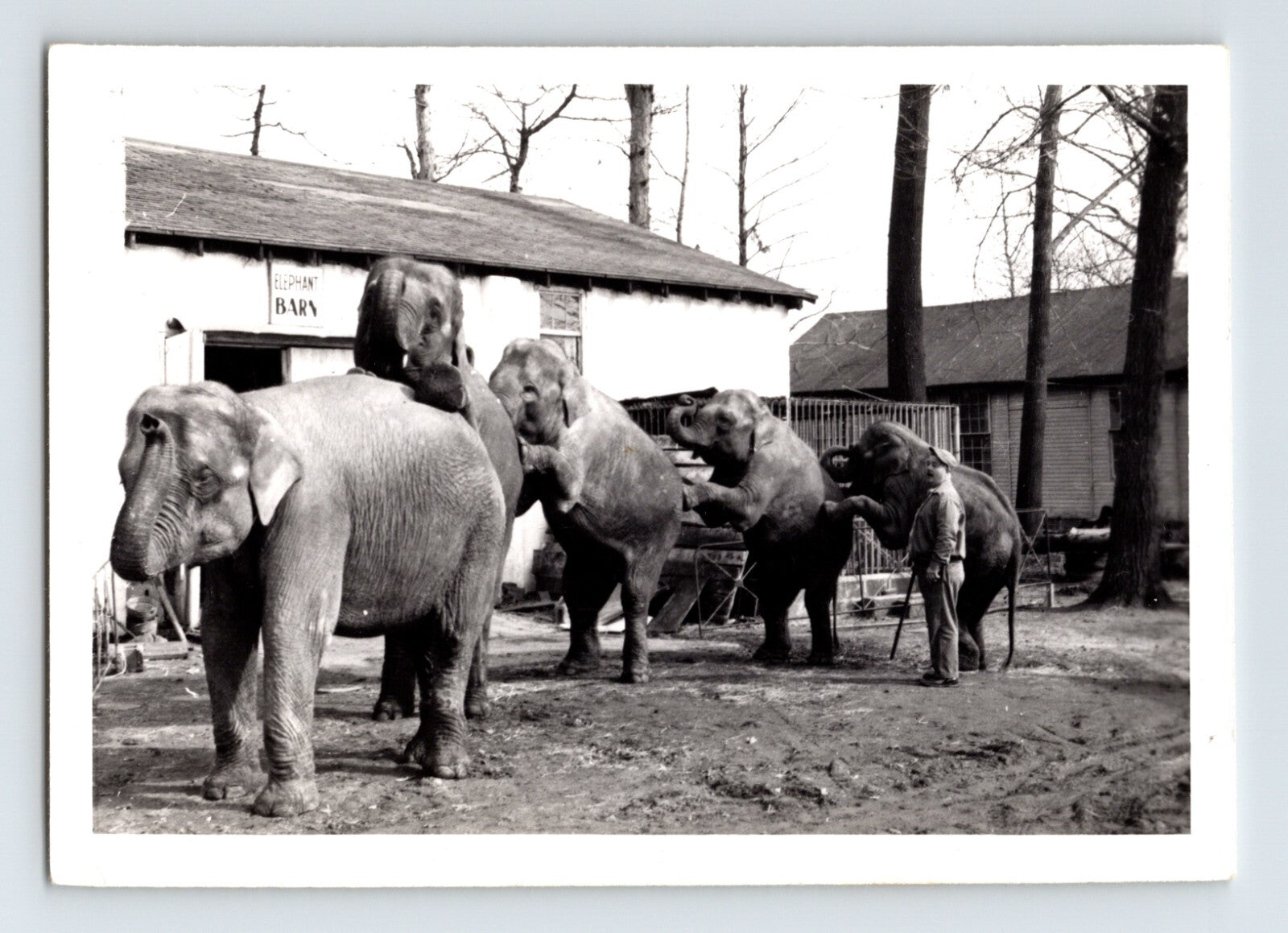 Hunt Bros Circus elephants performing training yard barn 1950s black and white photo