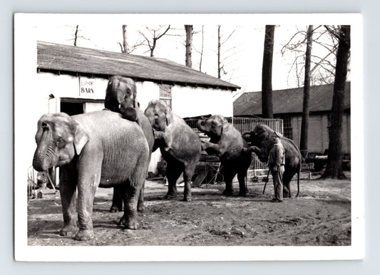 Hunt Bros Circus elephants performing training yard barn 1950s black and white photo