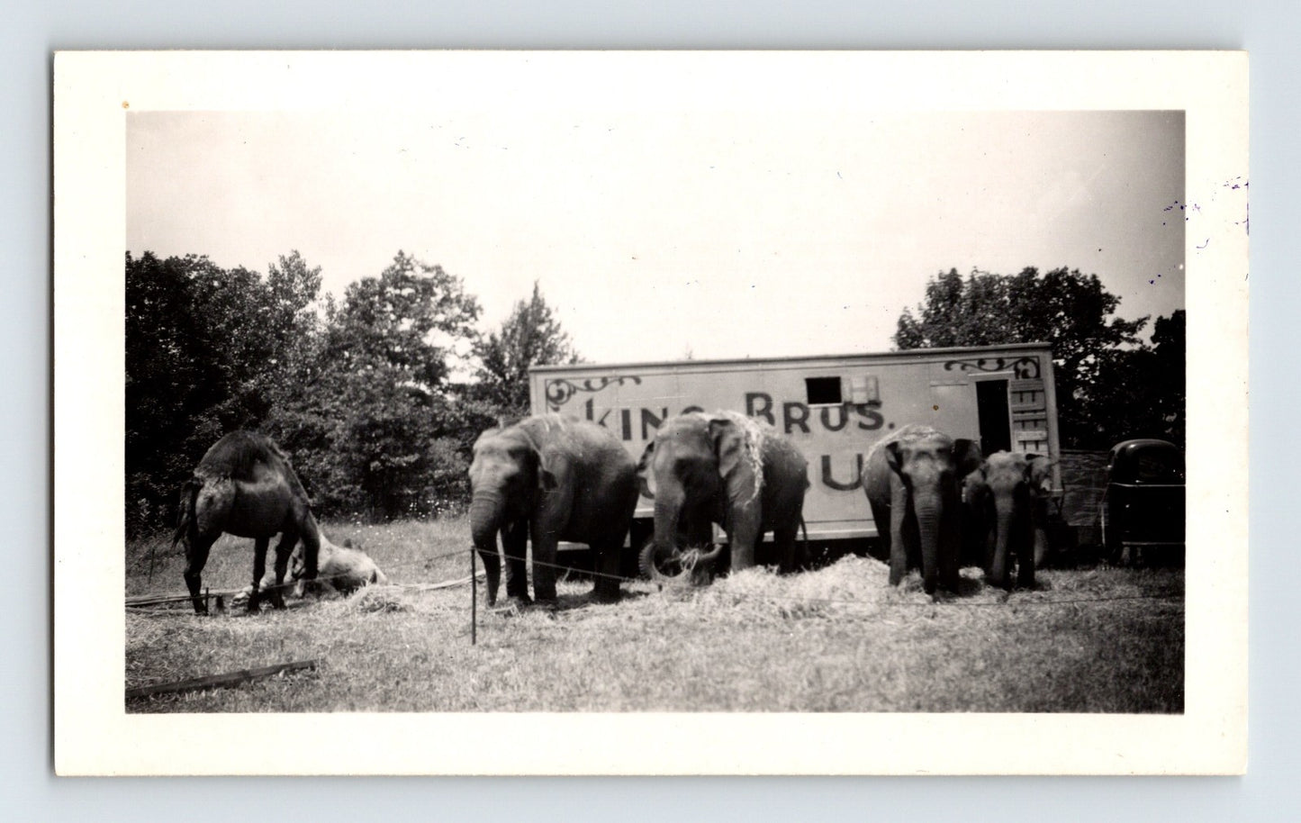 King Brothers Circus 1947 elephants feeding near wagon outdoor scene vintage photo