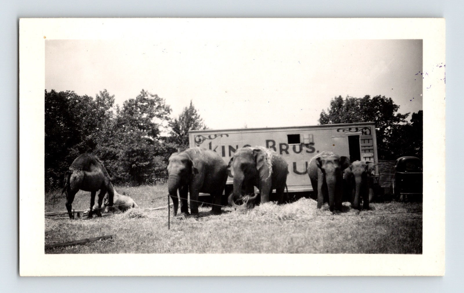 King Brothers Circus 1947 elephants feeding near wagon outdoor scene vintage photo