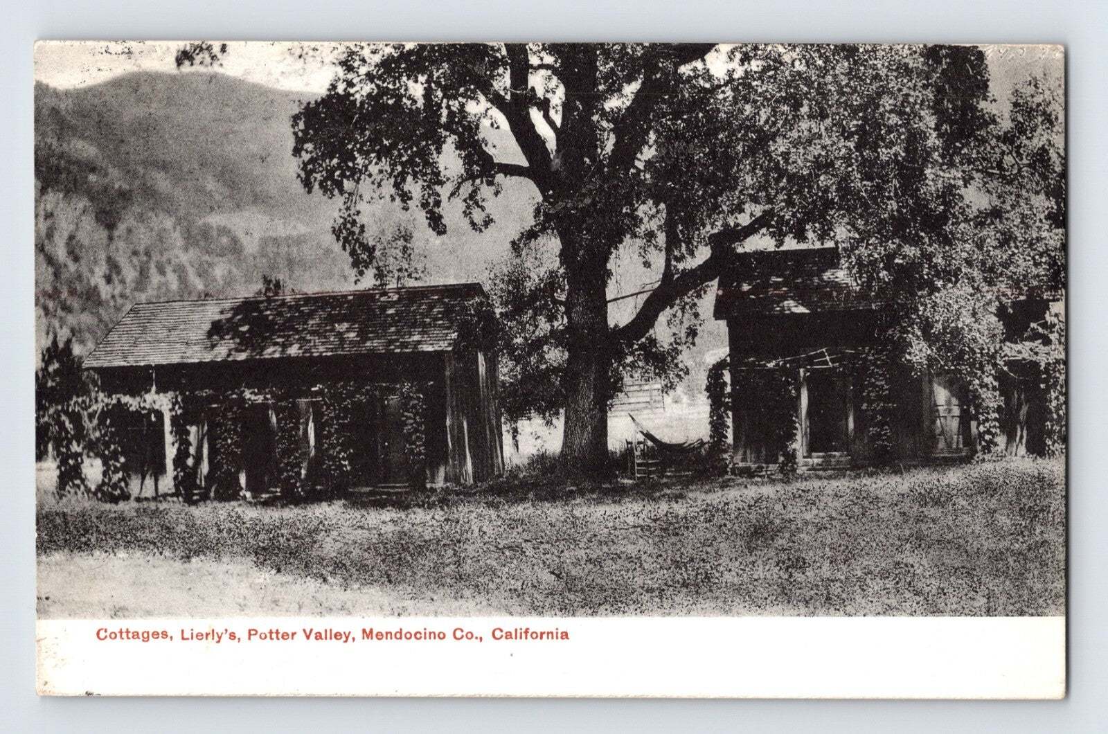 Lierlys Cottages in Potter Valley Mendocino County California showing rustic wooden cabins beneath large tree in early twentieth century postcard