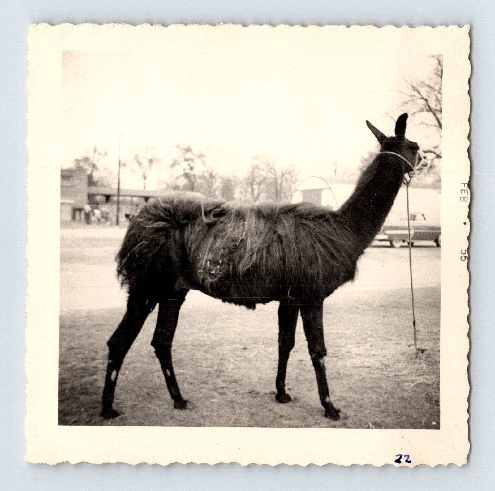 King Bros Circus llama tethered on circus lot February 1955 photo