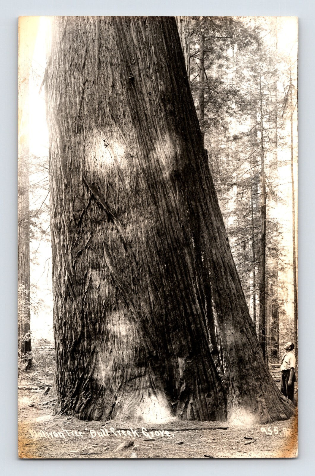 Redwood Highway California Flat Iron Tree Bull Creek Grove 1947 RPPC
