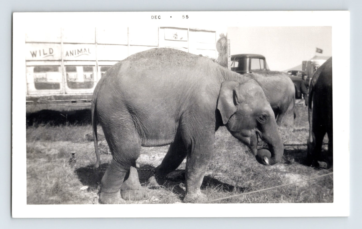 Kelly Miller Circus baby elephant Winnsboro Texas 1955 circus lot photograph