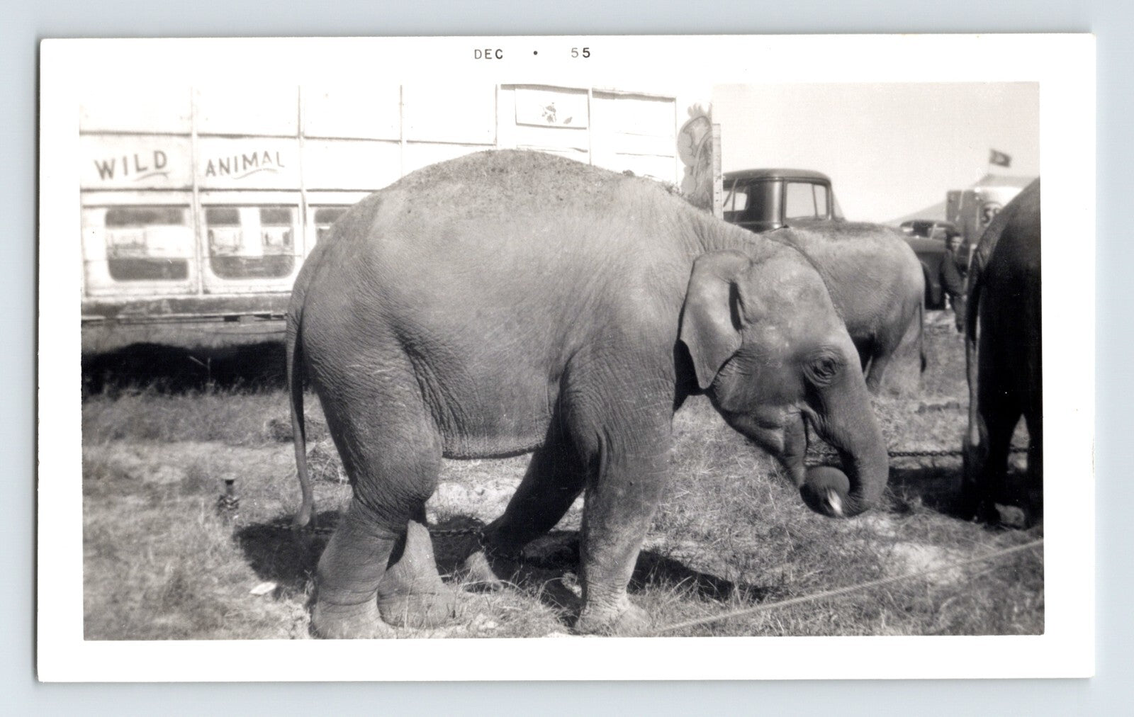 Kelly Miller Circus baby elephant Winnsboro Texas 1955 circus lot photograph